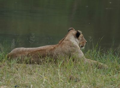 Leeu / Lion