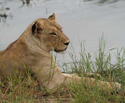 Leeu / Lion
