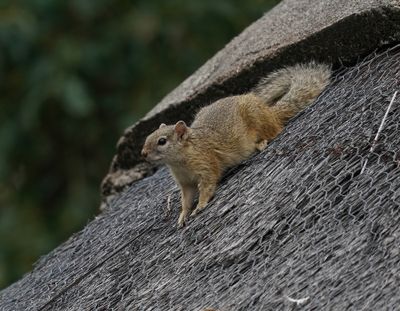 Boomeekhoring / Tree Squirrel