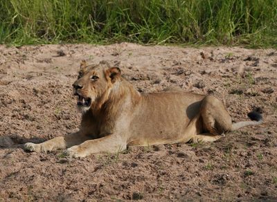 Leeu / Lion
