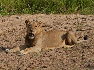Leeu / Lion