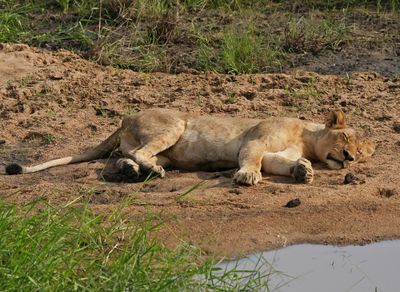 Leeu / Lion