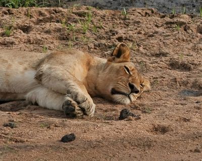 Leeu / Lion
