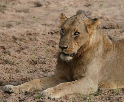 Leeu / Lion