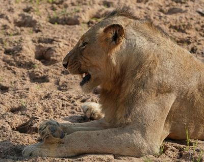 Leeu / Lion