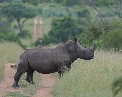 Witrenoster / White Rhino