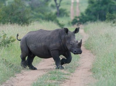 Witrenoster / White Rhino