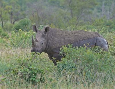 Witrenoster / White Rhino