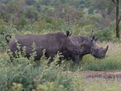 Witrenoster / White Rhino