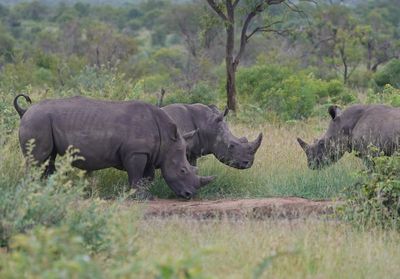 Witrenoster / White Rhino