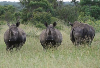 Witrenoster / White Rhino