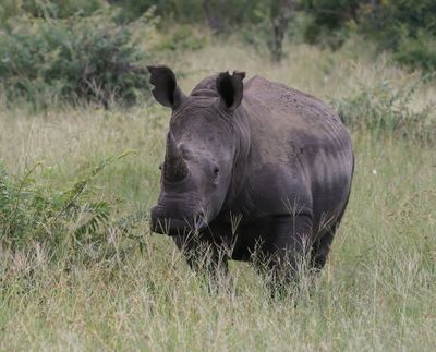 Witrenoster / White Rhino