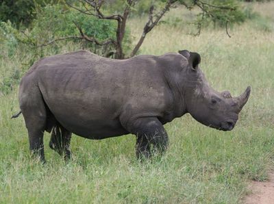 Witrenoster / White Rhino