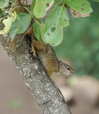 Boomeekhoring / Tree Squirrel