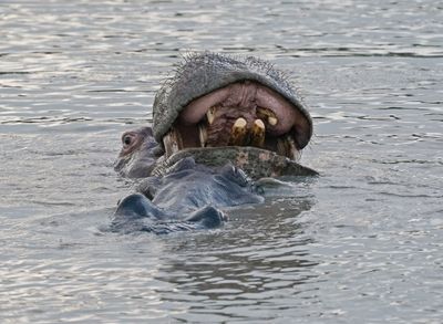 Seekoei / Hippo