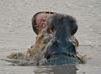 Seekoei / Hippo
