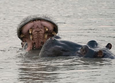 Seekoei / Hippo