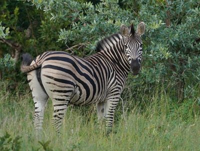 Sebra / Common Zebra