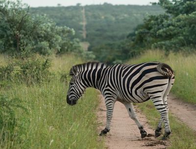 Sebra / Common Zebra