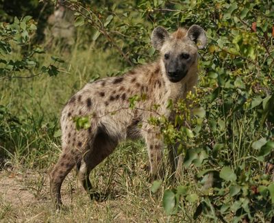 Gevlekte Hiëna / Spotted Hyena