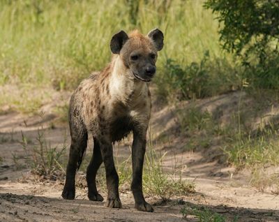 Gevlekte Hiëna / Spotted Hyena