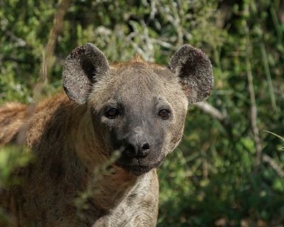 Gevlekte Hiëna / Spotted Hyena