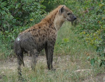 Gevlekte Hiëna / Spotted Hyena