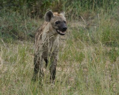 Gevlekte Hiëna / Spotted Hyena