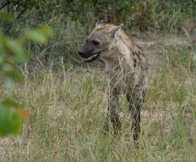 Gevlekte Hiëna / Spotted Hyena