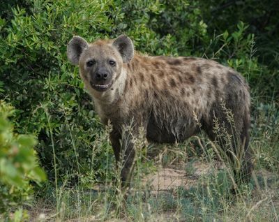 Gevlekte Hiëna / Spotted Hyena