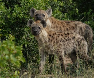Gevlekte Hiëna / Spotted Hyena