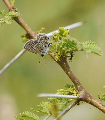 Swartstreep Kortstertjie / Black-striped Ciliate Blue