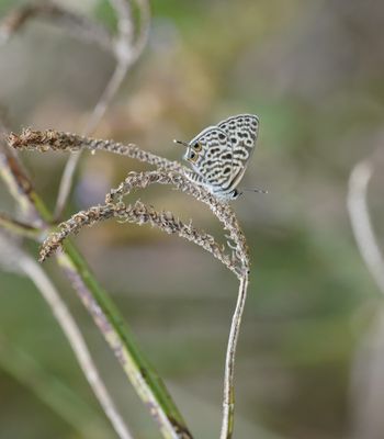 Sebrabloutjie / Common Zebra Blue