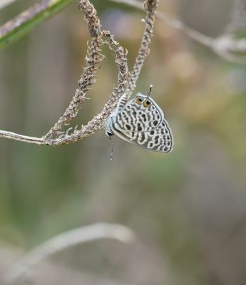 Sebrabloutjie / Common Zebra Blue