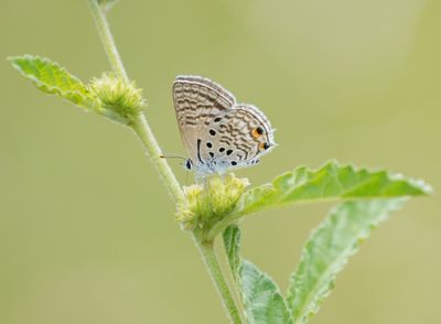 Swartstreep Kortstertjie / Black-striped Ciliate Blue