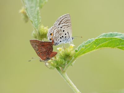 Ralie Rooivlerkie & Swartstreep Kortstertjie / Eastern Scarlet & Black-striped Ciliate Blue