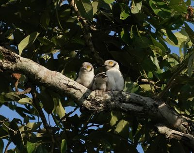 Withelmlaksman / White-crested Helmetshrike