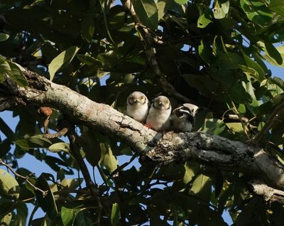 Withelmlaksman / White-crested Helmetshrike