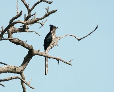 Gestreepte Nuwejaarsvoël / Levaillant's Cuckoo