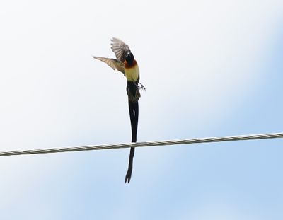 Gewone Paradysvink / Long-tailed Paradise Whydah