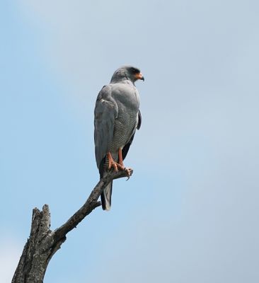 Donkersingvalk / Dark Chanting Goshawk