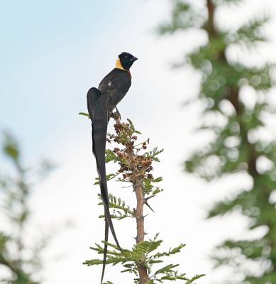Gewone Paradysvink / Long-tailed Paradise Whydah