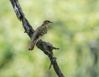 Swartkatakoeroe / Black Cuckooshrike