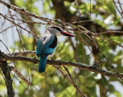 Bosveldvisvanger / Woodland Kingfisher
