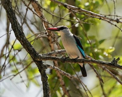 Bosveldvisvanger / Woodland Kingfisher