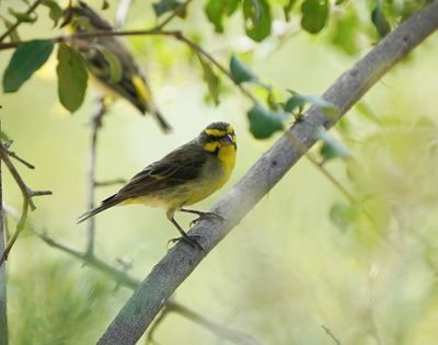 Geelkanarie / Yellow Canary