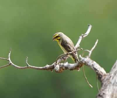 Geelkanarie / Yellow Canary