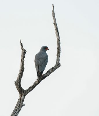 Donkersingvalk / Dark Chanting Goshawk