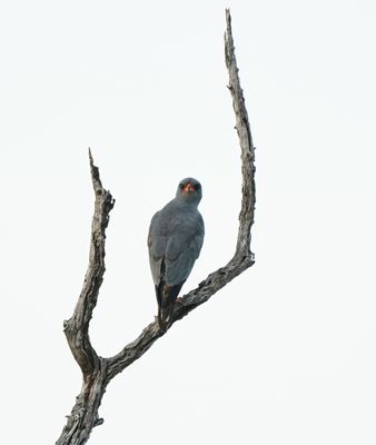 Donkersingvalk / Dark Chanting Goshawk