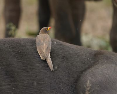 Geelbekrenostervoël / Yellow-billed Oxpecker